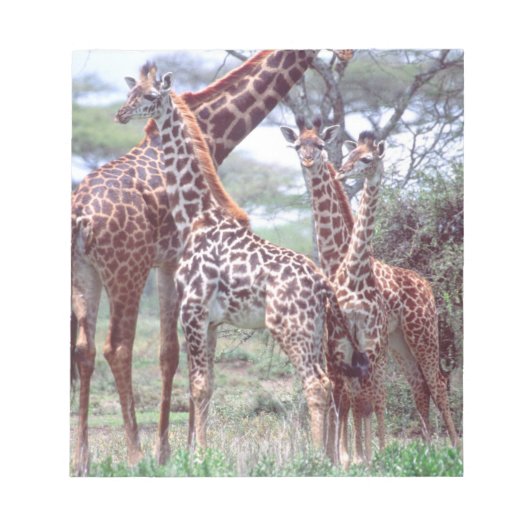 Giraffe Group of Herd w/Young, Giraffa Notitieblok (Voorkant)