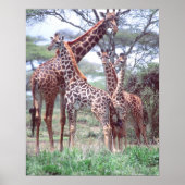 Giraffe Group of Herd w/Young, Giraffa Poster (Voorkant)