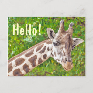 Giraffe Hallo Briefkaart