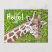 Giraffe Hallo Briefkaart (Voorkant)