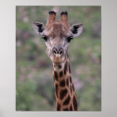 Giraffe Headshot Poster (Voorkant)