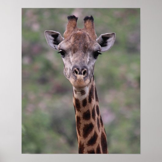 Giraffe Headshot Poster (Voorkant)