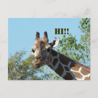 Giraffe, Hoi! Briefkaart