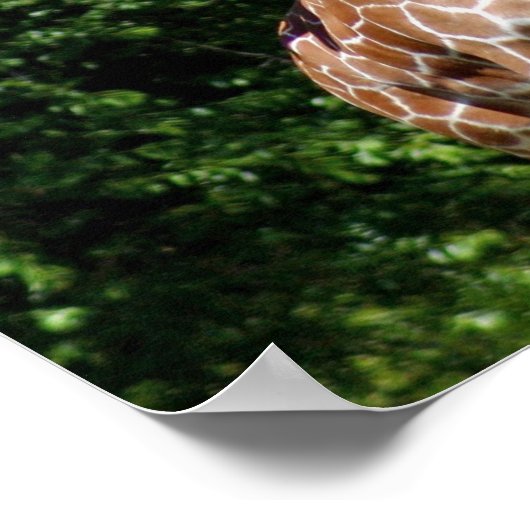 Giraffe Hugging Poster (Hoek)