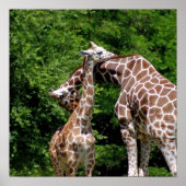 Giraffe Hugging Poster (Voorkant)