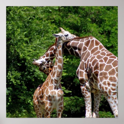 Giraffe Hugging Poster (Voorkant)