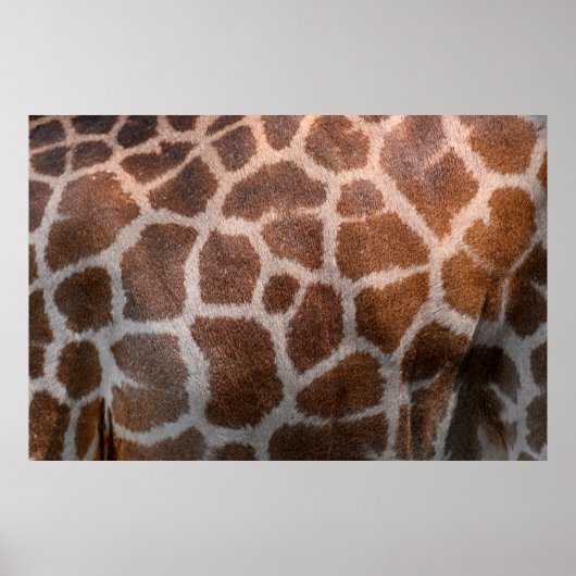 Giraffe huidtextuur poster (Voorkant)
