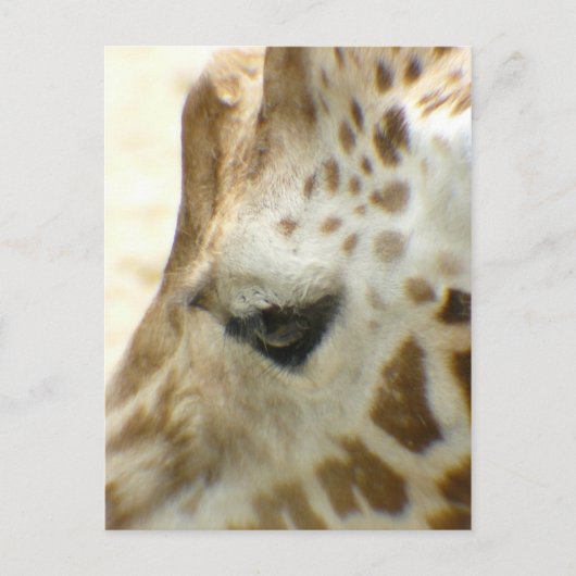 GIRAFFE I BRIEFKAART (Voorkant)