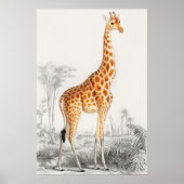 Giraffe Illustratie  Art Print (Voorkant)