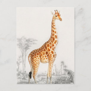 Giraffe Illustratie  Art Print Briefkaart