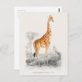  Giraffe Illustratie Briefkaart (Voorkant / Achterkant)