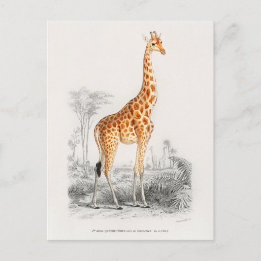  Giraffe Illustratie Briefkaart (Voorkant)