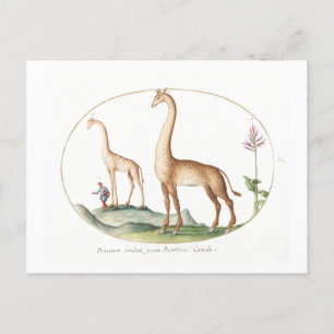 Giraffe Illustratie Briefkaart