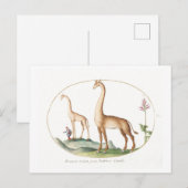  Giraffe Illustratie Briefkaart (Voorkant / Achterkant)