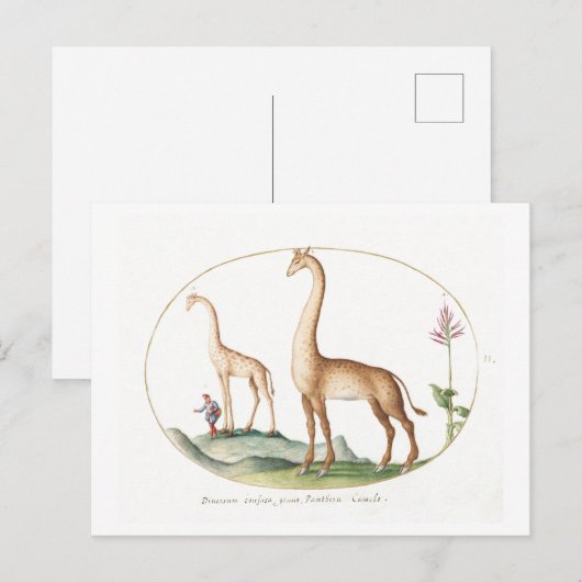  Giraffe Illustratie Briefkaart (Voorkant / Achterkant)