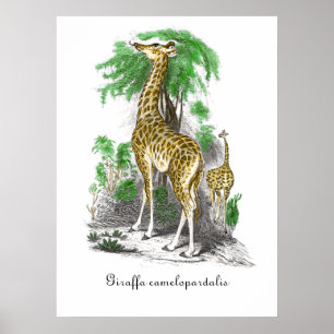  Giraffe Illustratie Giraffa camelopardal Poster