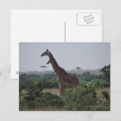 Giraffe in Afrika Briefkaart (Voorkant / Achterkant)