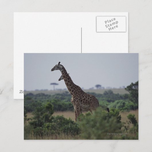 Giraffe in Afrika Briefkaart (Voorkant / Achterkant)