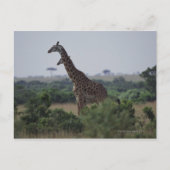 Giraffe in Afrika Briefkaart (Voorkant)