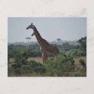 Giraffe in Afrika Briefkaart