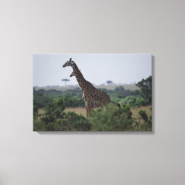 Giraffe in Afrika Canvas Afdruk