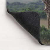 Giraffe in Afrika Muismat (Hoek)