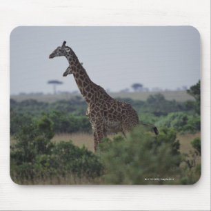 Giraffe in Afrika Muismat