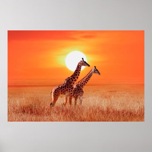Giraffe in de Afrikaanse savanne tegen de achtergr Poster (Voorkant)