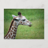 Giraffe in de regen briefkaart (Voorkant)