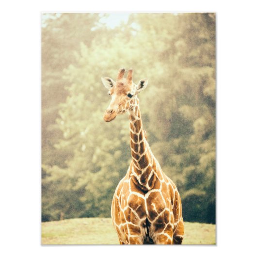 Giraffe in de regen foto afdruk (Voorkant)