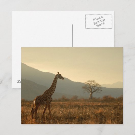 Giraffe in de Savannah Briefkaart (Voorkant / Achterkant)