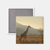 Giraffe in de Savannah Magneet (Voorkant / Achterkant)