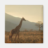Giraffe in de Savannah Magneet (Voorkant)