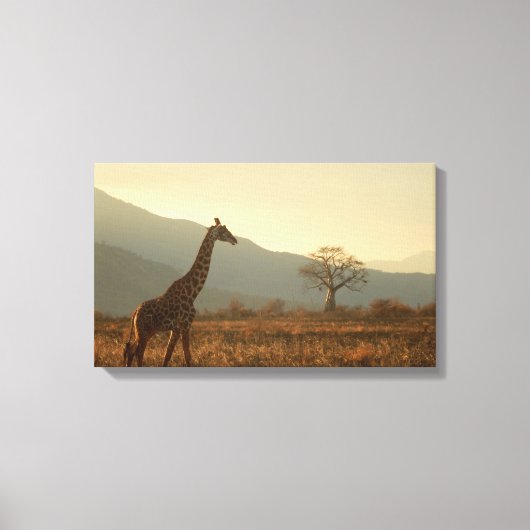 Giraffe in de savanne canvas afdruk (Voorkant)