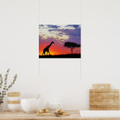 Giraffe in de zon, Giraffa Poster (Keuken)