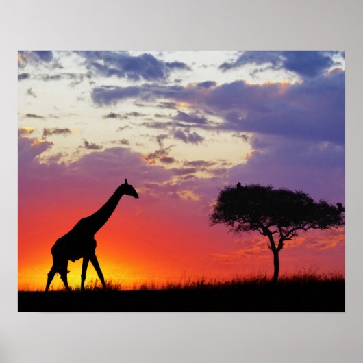 Giraffe in de zon, Giraffa Poster (Voorkant)