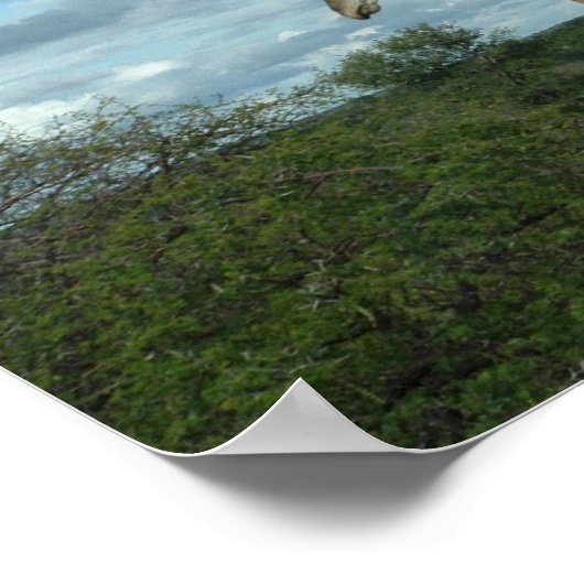 Giraffe in Dusk Poster (Hoek)