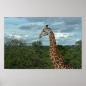 Giraffe in Dusk Poster (Voorkant)