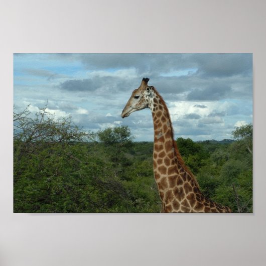 Giraffe in Dusk Poster (Voorkant)