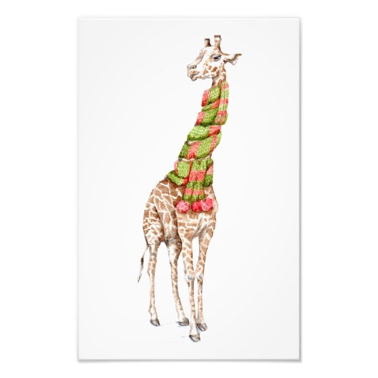 Giraffe in een Scarf Foto Afdruk (Voorkant)