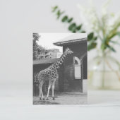 Giraffe in het oorspronkelijke briefkaart in Londe (Staand voorkant)