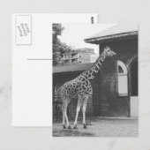 Giraffe in het oorspronkelijke briefkaart in Londe (Voorkant / Achterkant)
