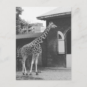 Giraffe in het oorspronkelijke briefkaart in Londe