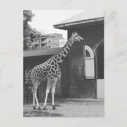 Giraffe in het oorspronkelijke briefkaart in Londe (Voorkant)