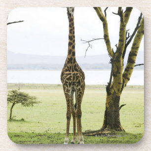 Giraffe in Kenia, Afrika Drankjes Onderzetter