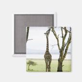 Giraffe in Kenia, Afrika Magneet (Voorkant / Achterkant)