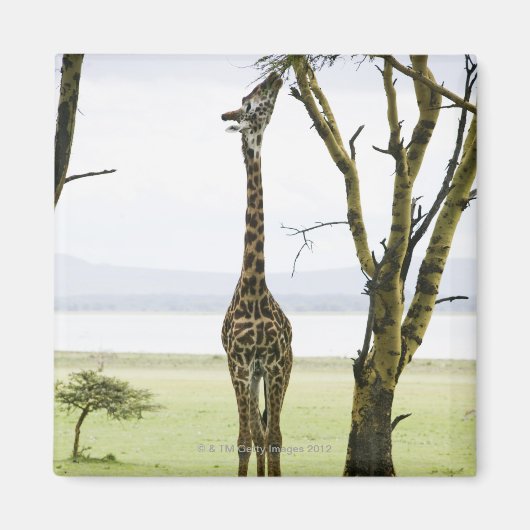 Giraffe in Kenia, Afrika Magneet (Voorkant)