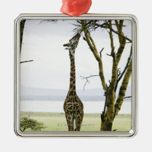 Giraffe in Kenia, Afrika Metalen Ornament