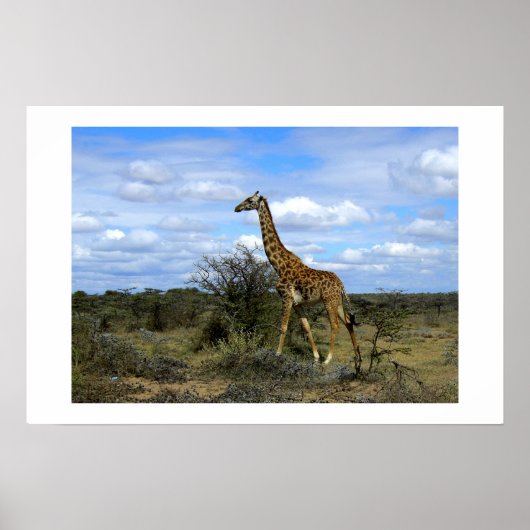 GIRAFFE IN KENIA AFRIKA POSTER (Voorkant)