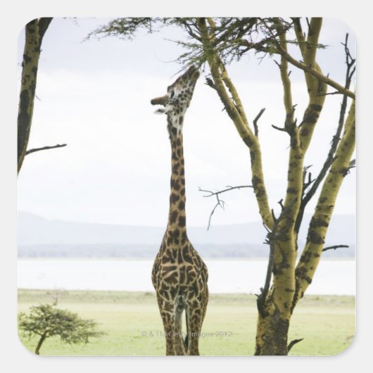 Giraffe in Kenia, Afrika Vierkante Sticker (Voorkant)